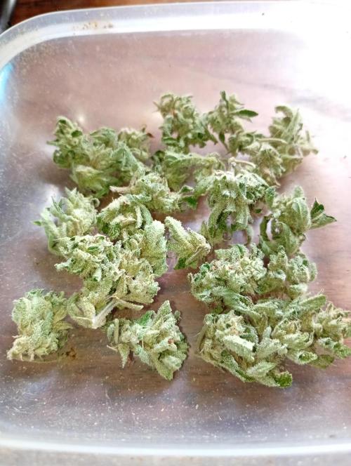 Outdoor Purplematic CBD RoyalQueenSeeds. Week 13