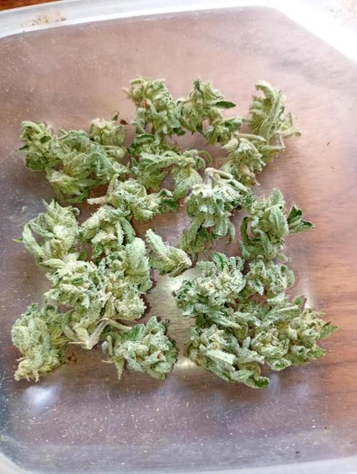 Outdoor Purplematic CBD RoyalQueenSeeds. Week 13