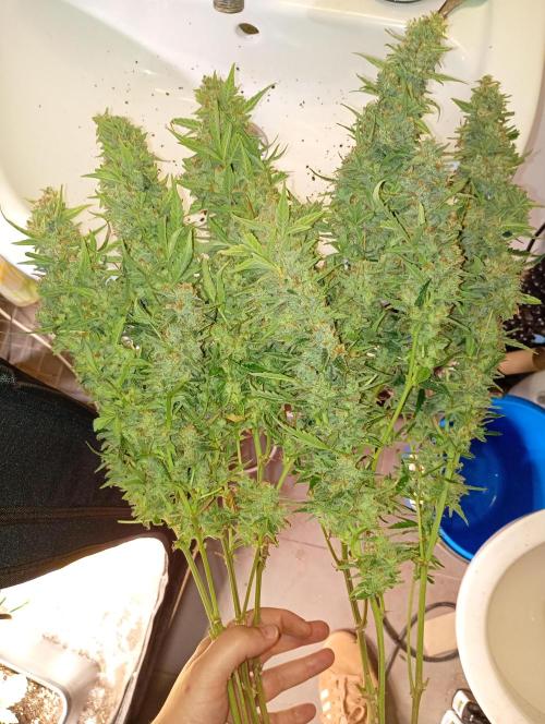 Big Bud Auto Fastbuds. Week 15