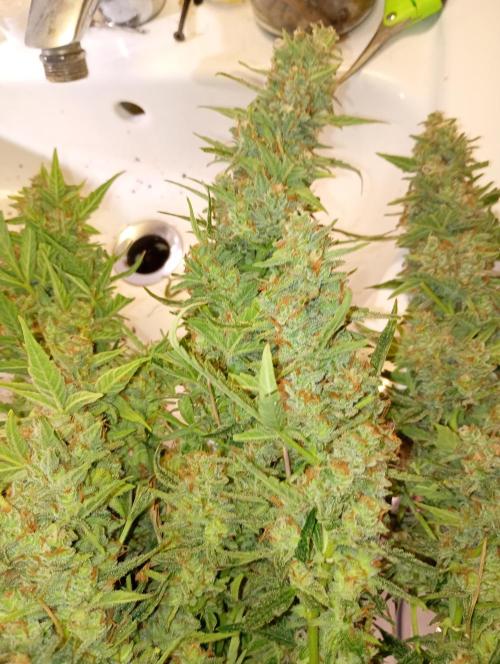Big Bud Auto Fastbuds. Week 15