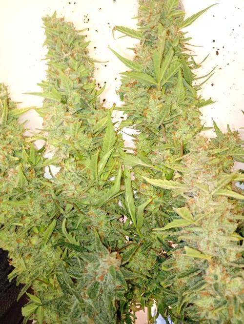 Big Bud Auto Fastbuds. Week 15