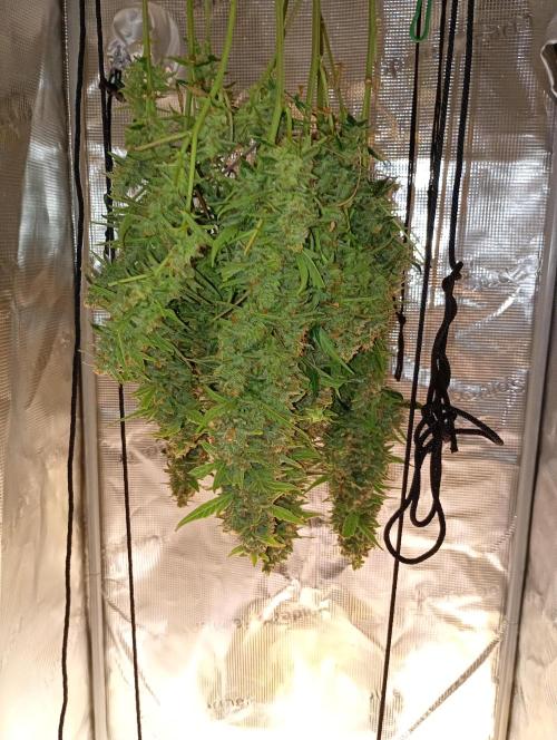 Big Bud Auto Fastbuds. Week 15