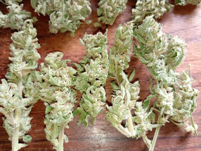 Outdoor Godfather OG Auto Zamnesia. Week 13