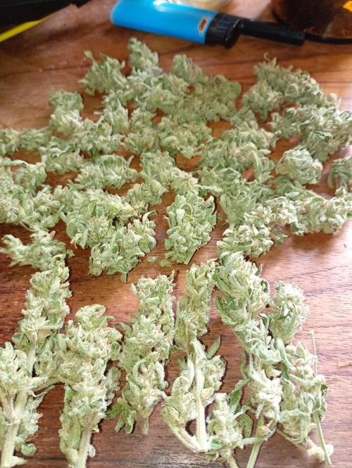 Outdoor Godfather OG Auto Zamnesia. Week 13