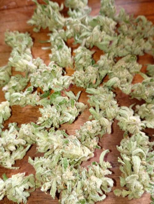 Outdoor Godfather OG Auto Zamnesia. Week 13