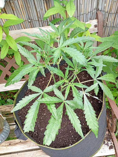 Mango Cherry Runtz Auto. Week 7