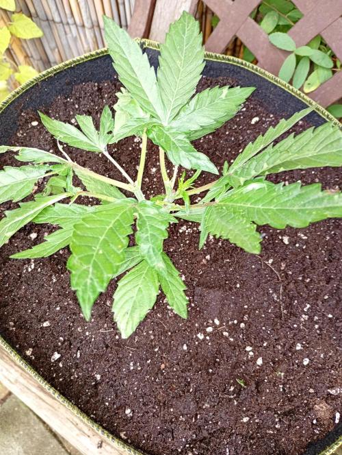 Mango Frost Auto. Week 6
