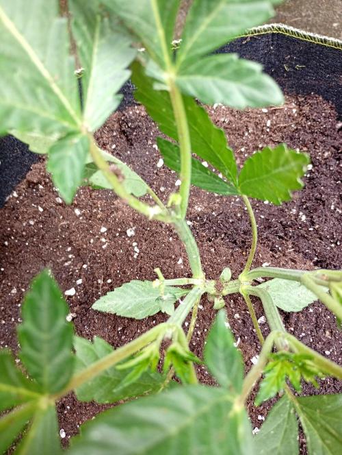 Outdoor Wurlz F1 Auto Zamnesia. Week 5