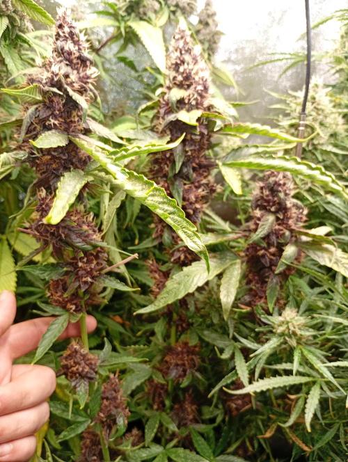 Sweet ZZ Auto Royal Queen Seeds. Week 14