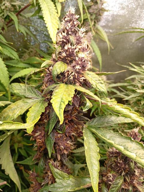 Sweet ZZ Auto Royal Queen Seeds. Week 14