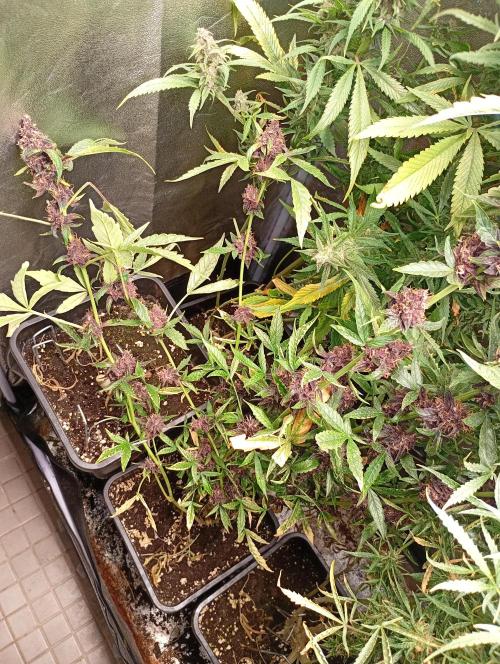 Sweet ZZ Auto Royal Queen Seeds. Week 14