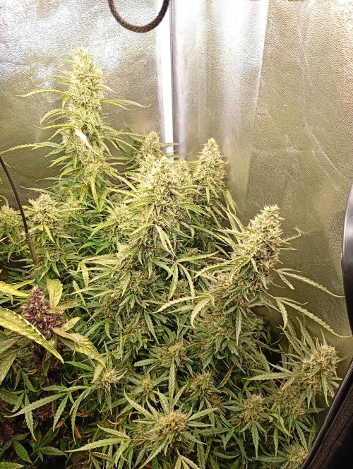 Chaos Cake Auto Anesia Seeds. Week 15