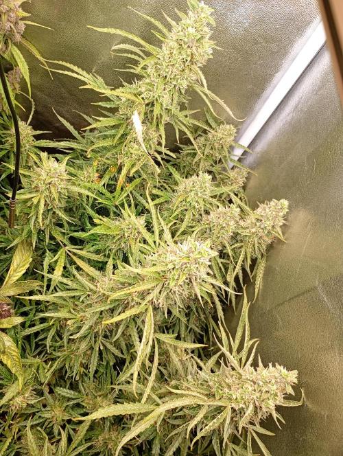 Chaos Cake Auto Anesia Seeds. Week 15