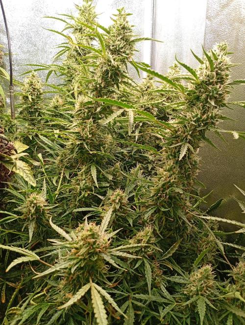 Chaos Cake Auto Anesia Seeds. Week 15
