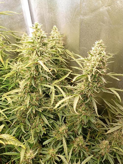 Chaos Cake Auto Anesia Seeds. Week 15