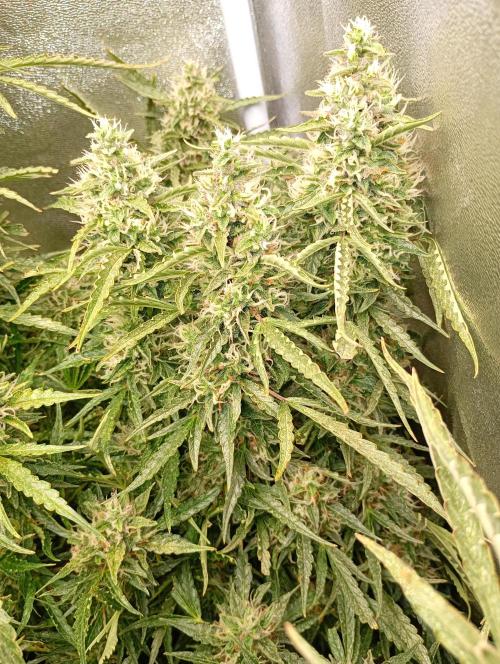 Chaos Cake Auto Anesia Seeds. Week 15