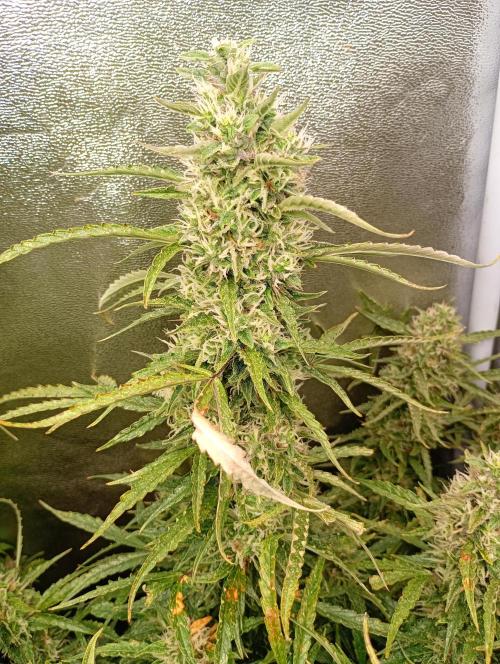 Chaos Cake Auto Anesia Seeds. Week 15