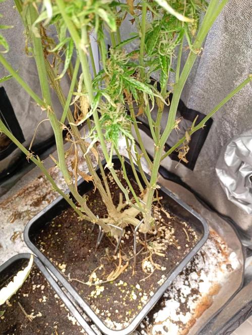 Chaos Cake Auto Anesia Seeds. Week 15