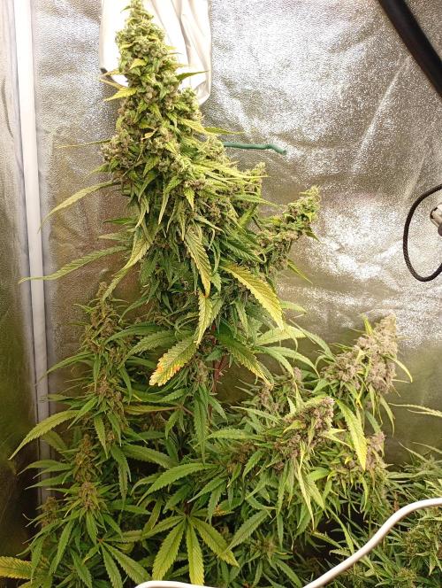 Strawberry Gorilla Auto RF3 Fastbuds. Week 15