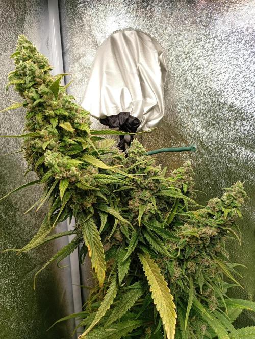 Strawberry Gorilla Auto RF3 Fastbuds. Week 15
