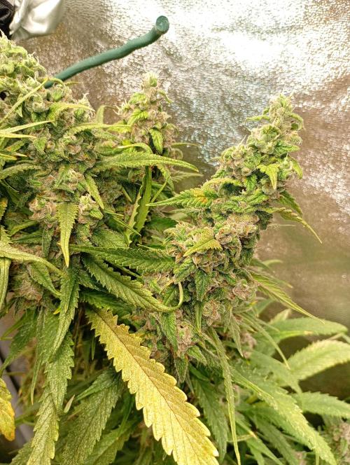 Strawberry Gorilla Auto RF3 Fastbuds. Week 15