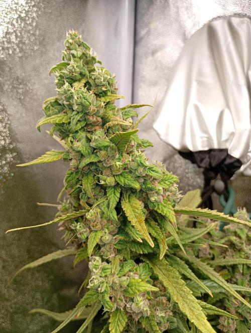 Strawberry Gorilla Auto RF3 Fastbuds. Week 15