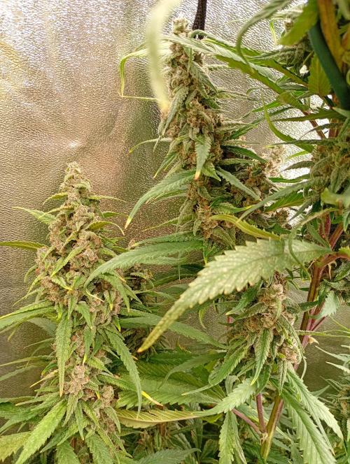 Strawberry Gorilla Auto RF3 Fastbuds. Week 15