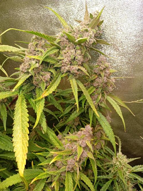 Strawberry Gorilla Auto RF3 Fastbuds. Week 15