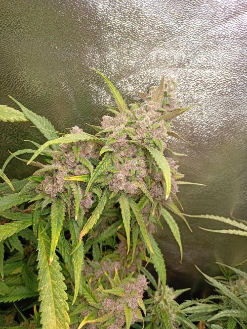 Strawberry Gorilla Auto RF3. Week 15