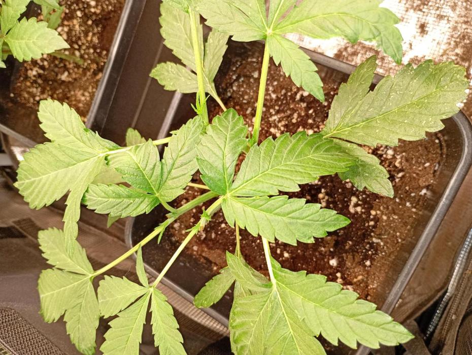 Banana Cherry Cookies Auto Fastbuds. Week 6