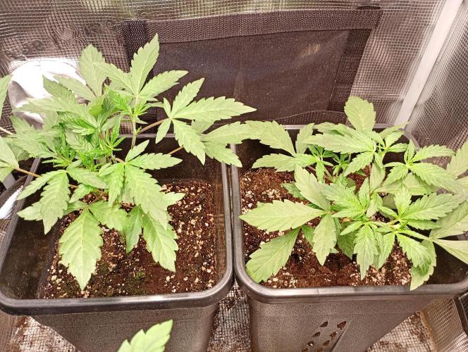 Lemon Cherry Sundae Auto Fastbuds. Week 6