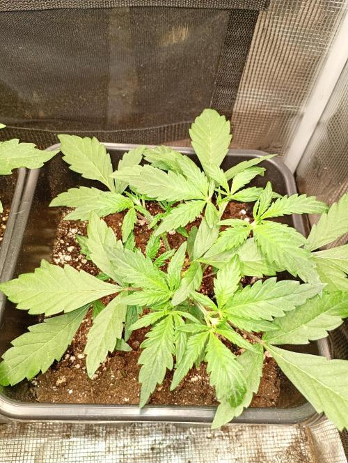 Lemon Cherry Sundae Auto Fastbuds. Week 6