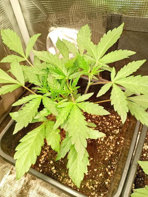 Lemon Cherry Sundae Auto. Week 6
