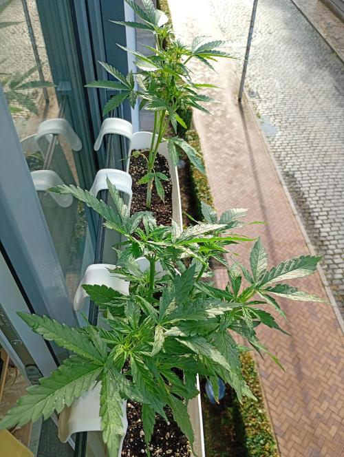 Outdoor project balkony like. Week 7