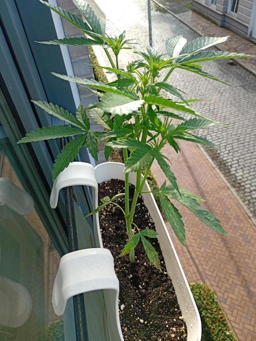 Outdoor project balkony like. Week 7