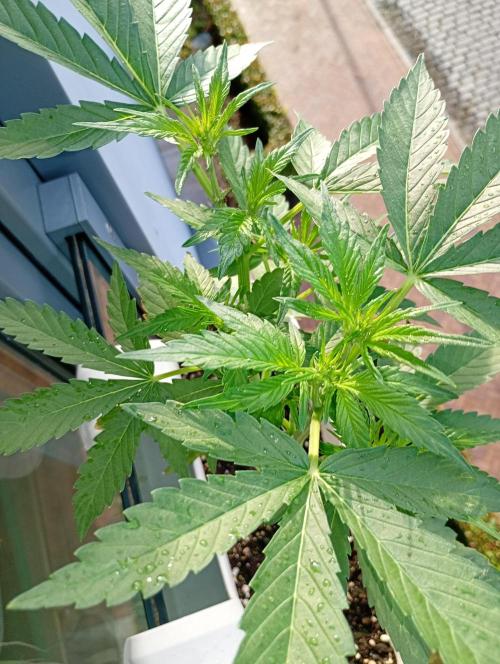 Outdoor project balkony like. Week 7
