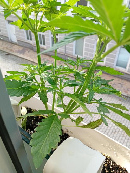 Outdoor project balkony like. Week 7