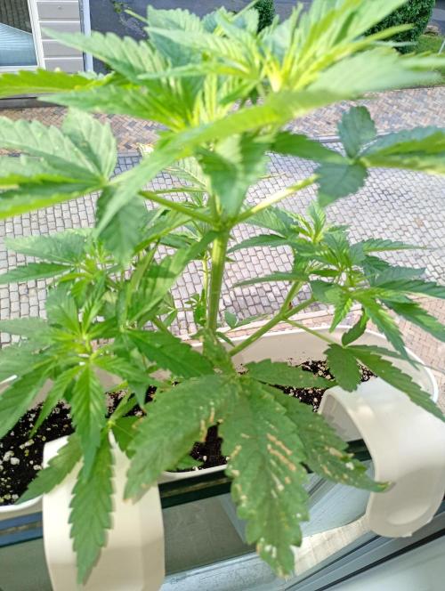 Outdoor project balkony like. Week 7