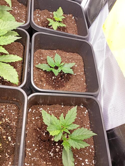 Smashberry Fumez Auto Anesia Seeds. Week 3