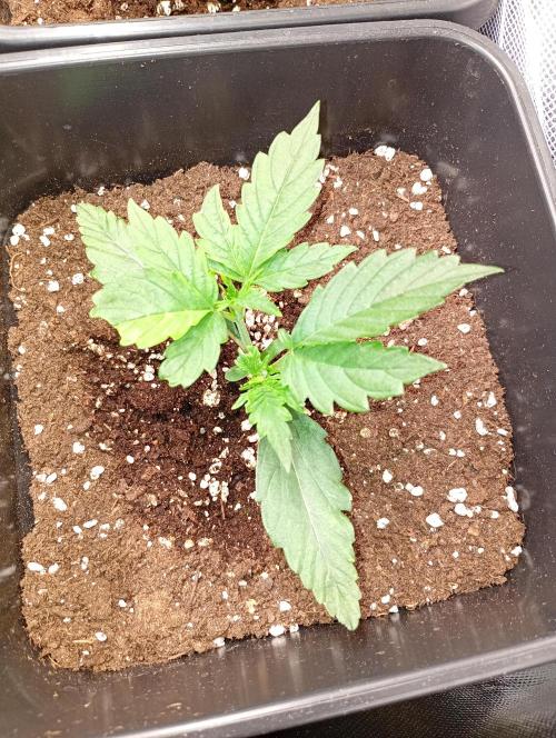 Smashberry Fumez Auto Anesia Seeds. Week 3