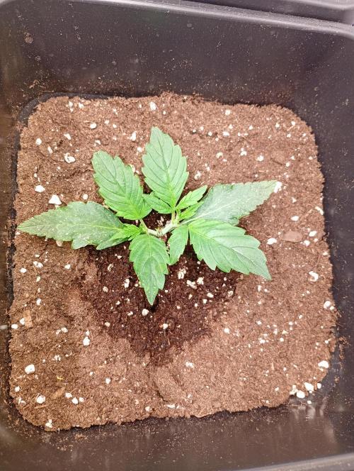 Smashberry Fumez Auto Anesia Seeds. Week 3