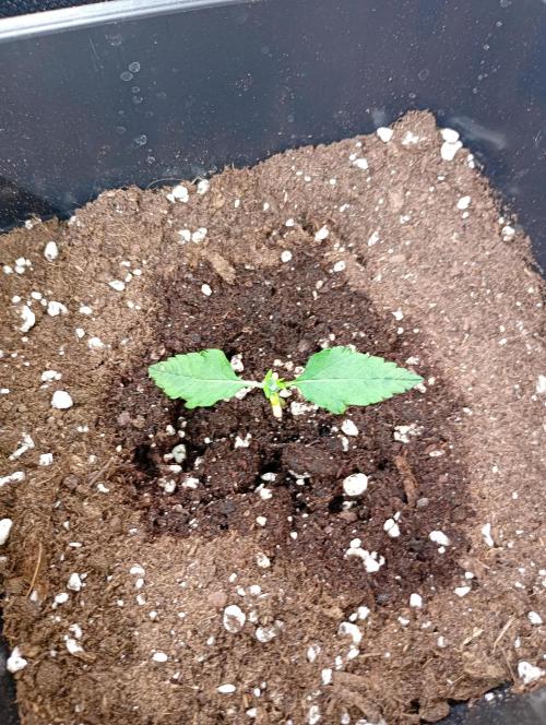 Smashberry Fumez Auto Anesia Seeds. Week 3