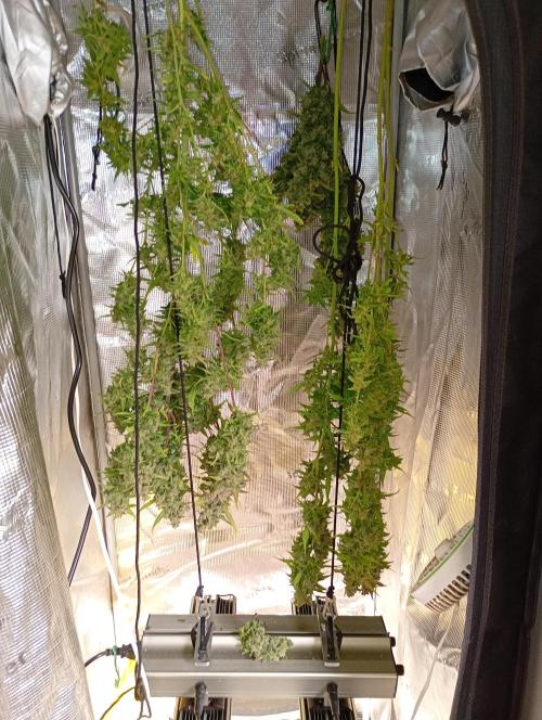 Strawberry Gorilla Auto RF3 Fastbuds. Week 15