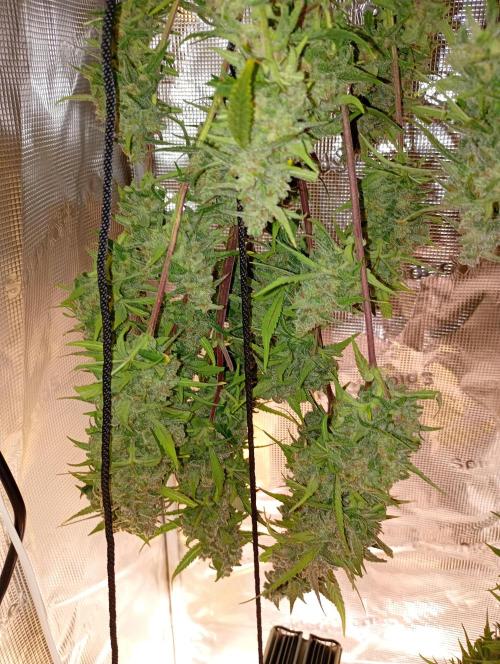 Strawberry Gorilla Auto RF3 Fastbuds. Week 15