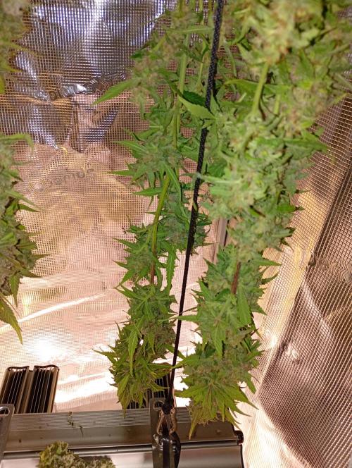 Strawberry Gorilla Auto RF3 Fastbuds. Week 15