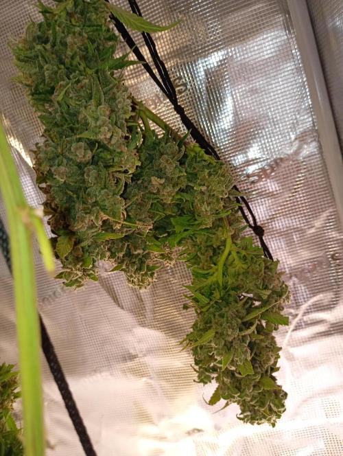 Strawberry Gorilla Auto RF3. Week 15
