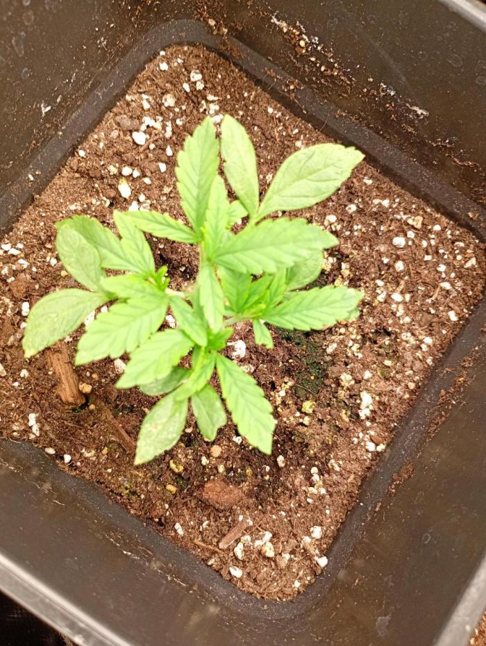 Mendo Cherry Cookies Auto Fastbuds. Week 5