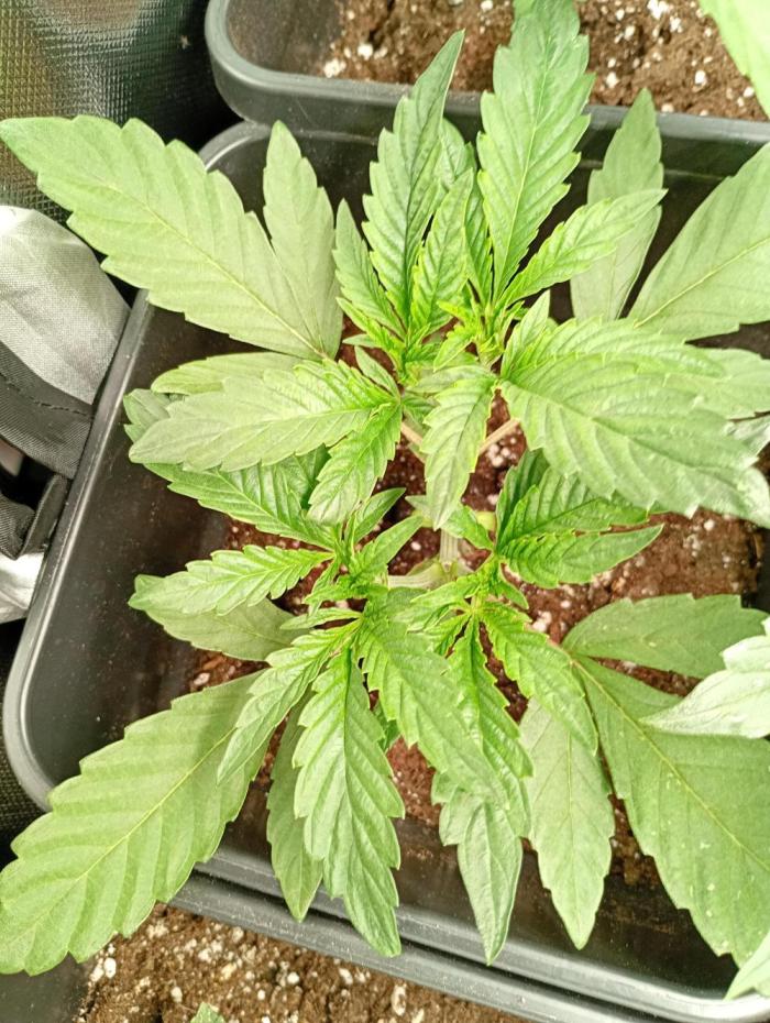 Guava Runtz Auto Fastbuds. Week 4