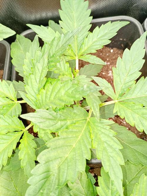 Banana Guava Auto. Week 4