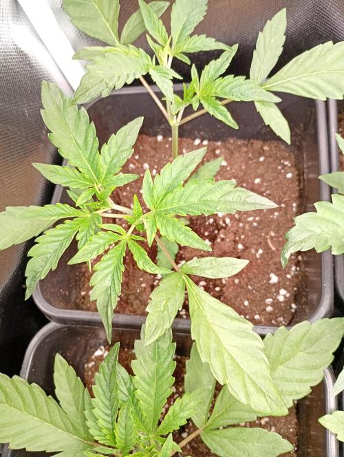 Mendo Guava Auto. Week 4